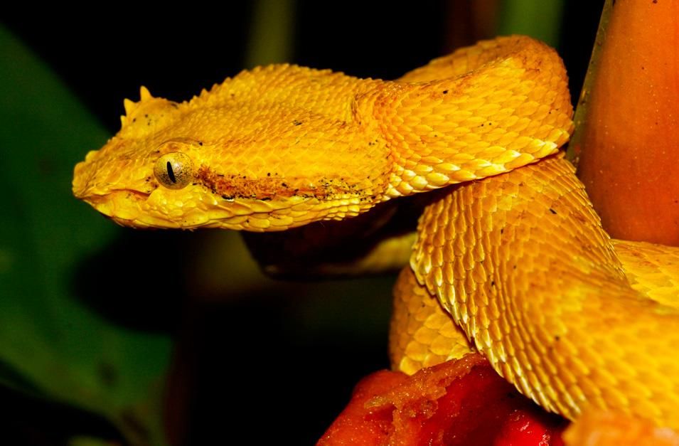 brazilian mud viper