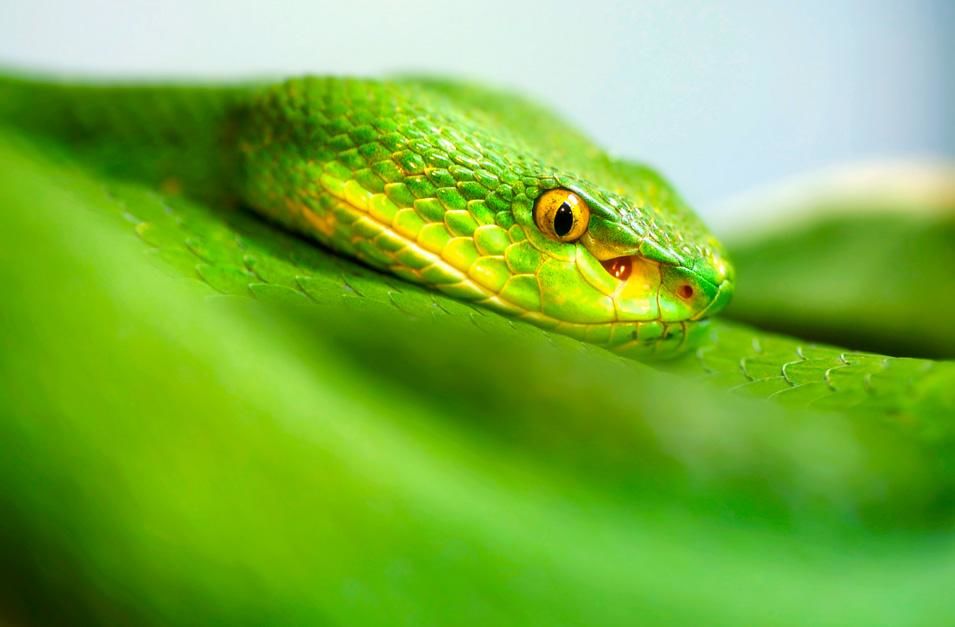 brazilian mud viper