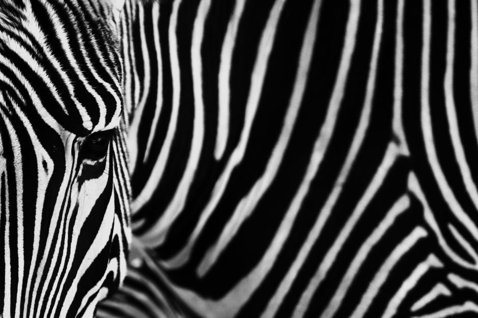 zebra to colour