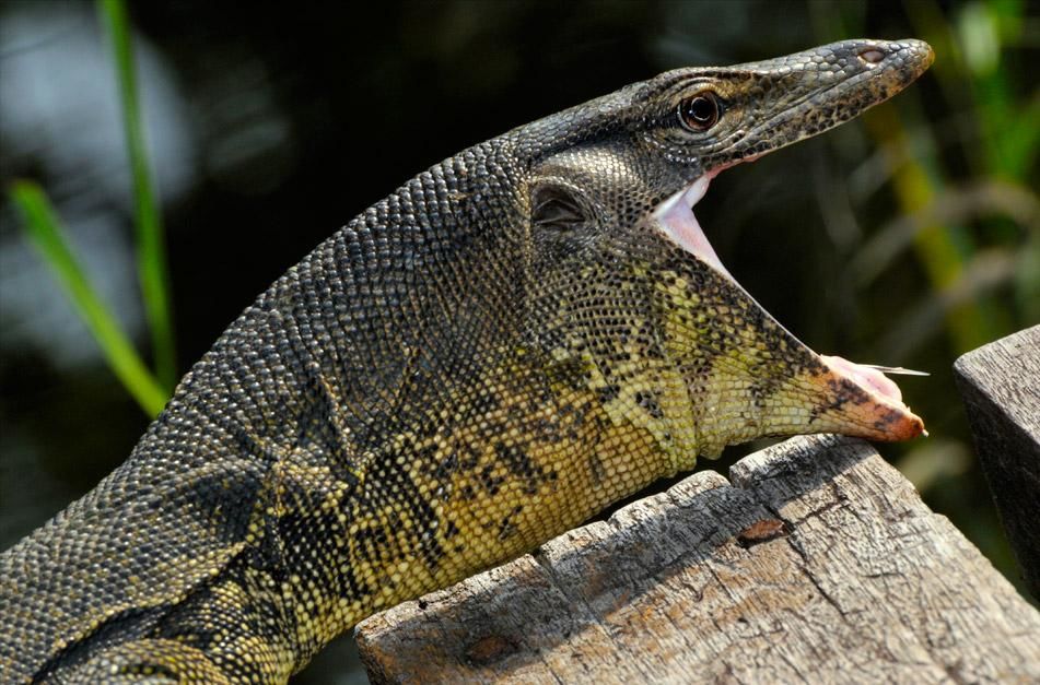 This monitor lizard measures 2 meters long. They have long necks, powerful tails and claws, and w... [عکس روز - ژانویه 2013]