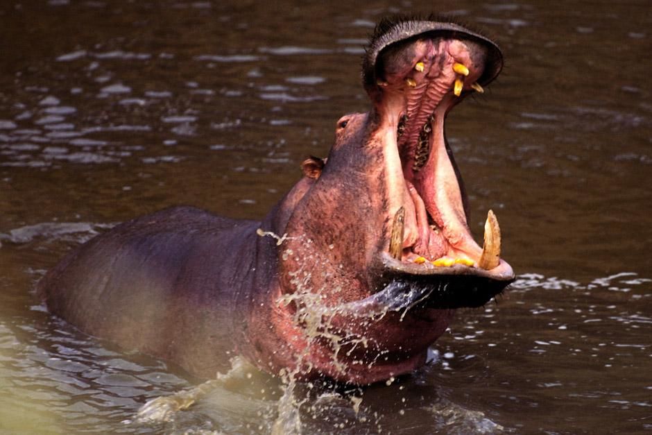 Hippo swimming and splashing in a river. This image is from Ultimate Predators. [عکس روز - ژانویه 2013]