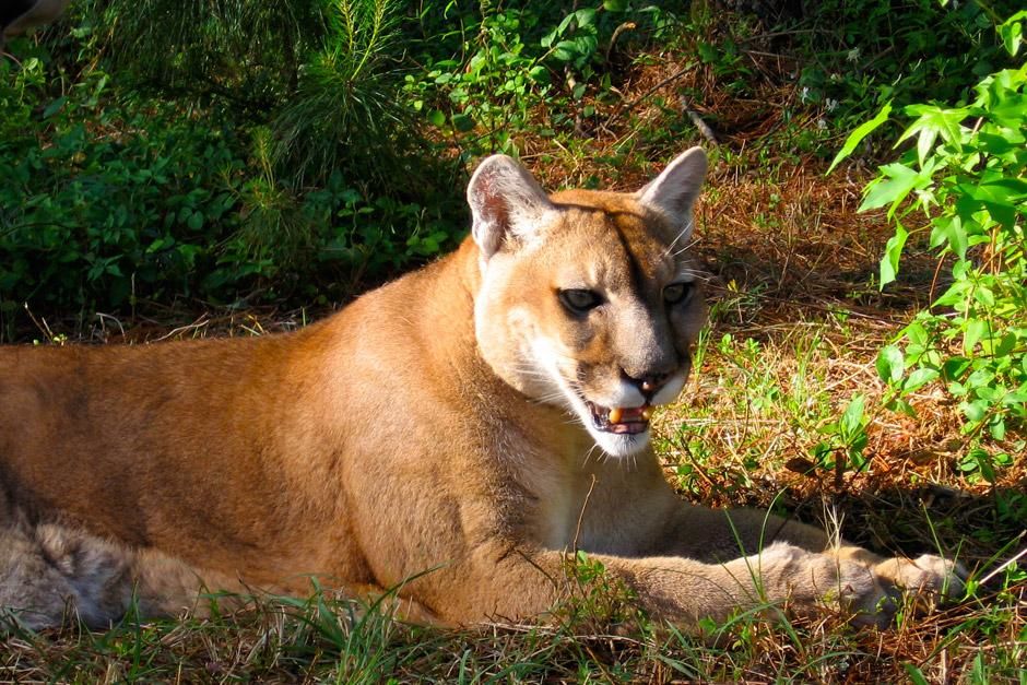 Cougar lying down resting. This image is from World's Deadliest. [عکس روز - ژانویه 2013]