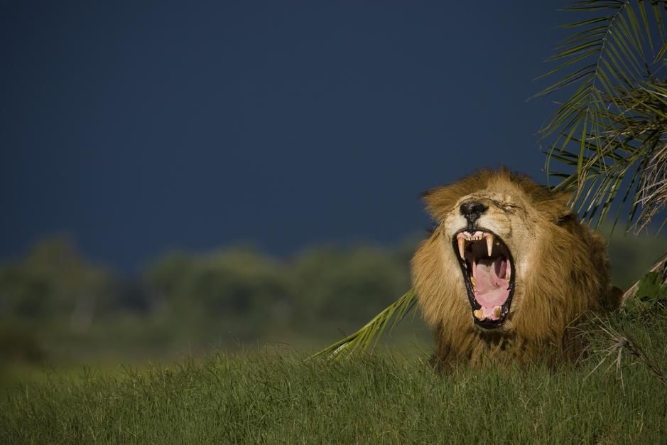 Cow Yawning