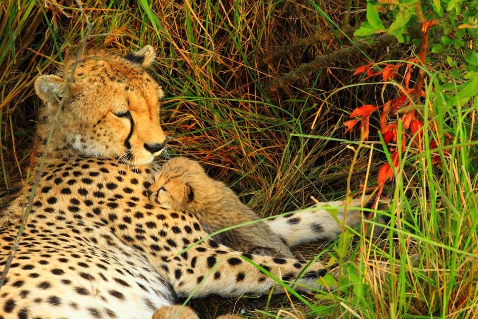 مُتنزه سيرينغيتي/محمية ماساي مارا الوطنية، أفريقيا: �... [صورة اليوم  - آوریل 2013]