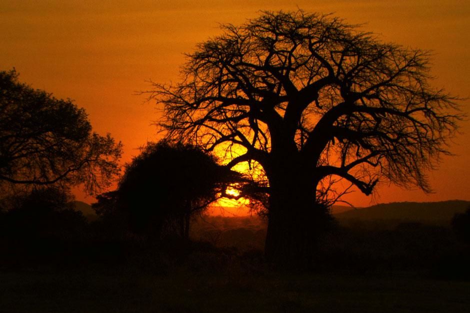 تنزانيا: شمس الصباح الباكر تُشرق على إحدى أشجار "البا�... [صورة اليوم  - آوریل 2013]