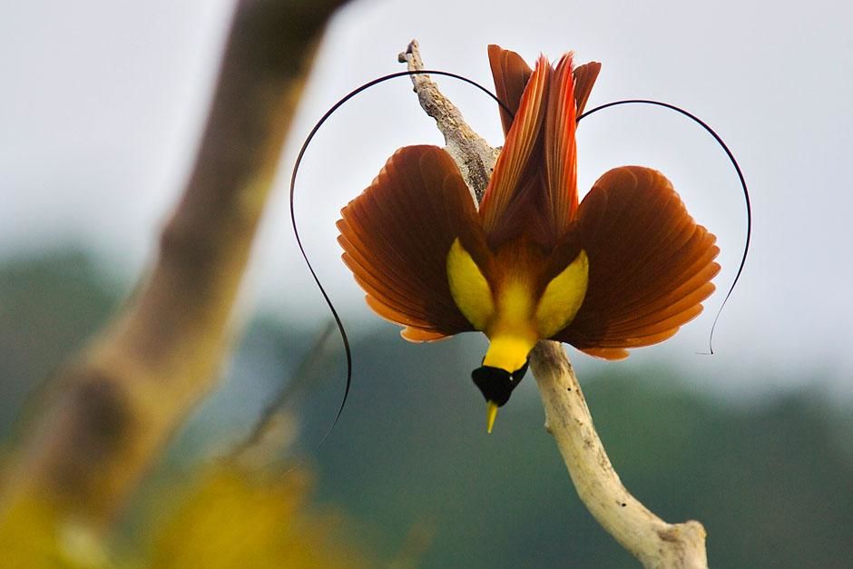بابوا، إندونيسيا: أحد ذكور طائر الجنة الأحمر (اسمه ال�... [صورة اليوم  - آوریل 2013]