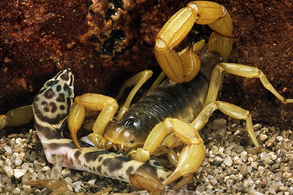 Salt River Flats, Arizona, USA: Of the 2,000 species of scorpion in the world, only 30 to 40 have... [عکس روز - اگوست 2013]