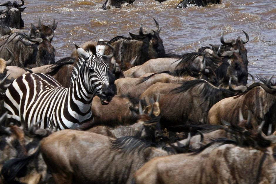 Africa: Individual zebra amongst wildebeest. This image is from Blood River. [عکس روز - اگوست 2013]