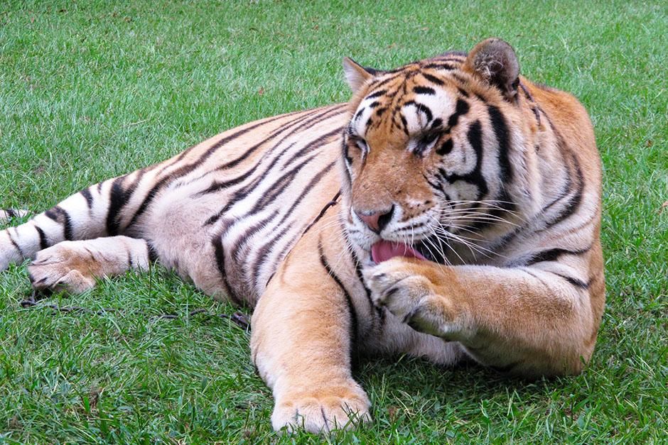 Myrtle Beach, South Carolina, USA: A tiger laps up the milk he spilled on his paw at TIGERS (The ... [عکس روز - اگوست 2013]