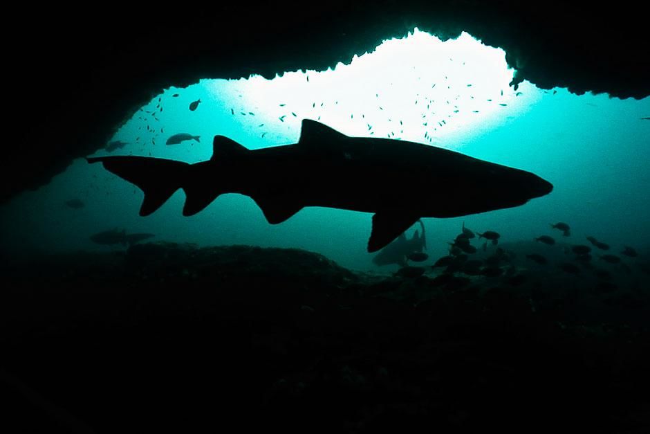 South Africa: Silhouette of a shark in a cave. This image is from Ragged Tooth. [عکس روز - اگوست 2013]