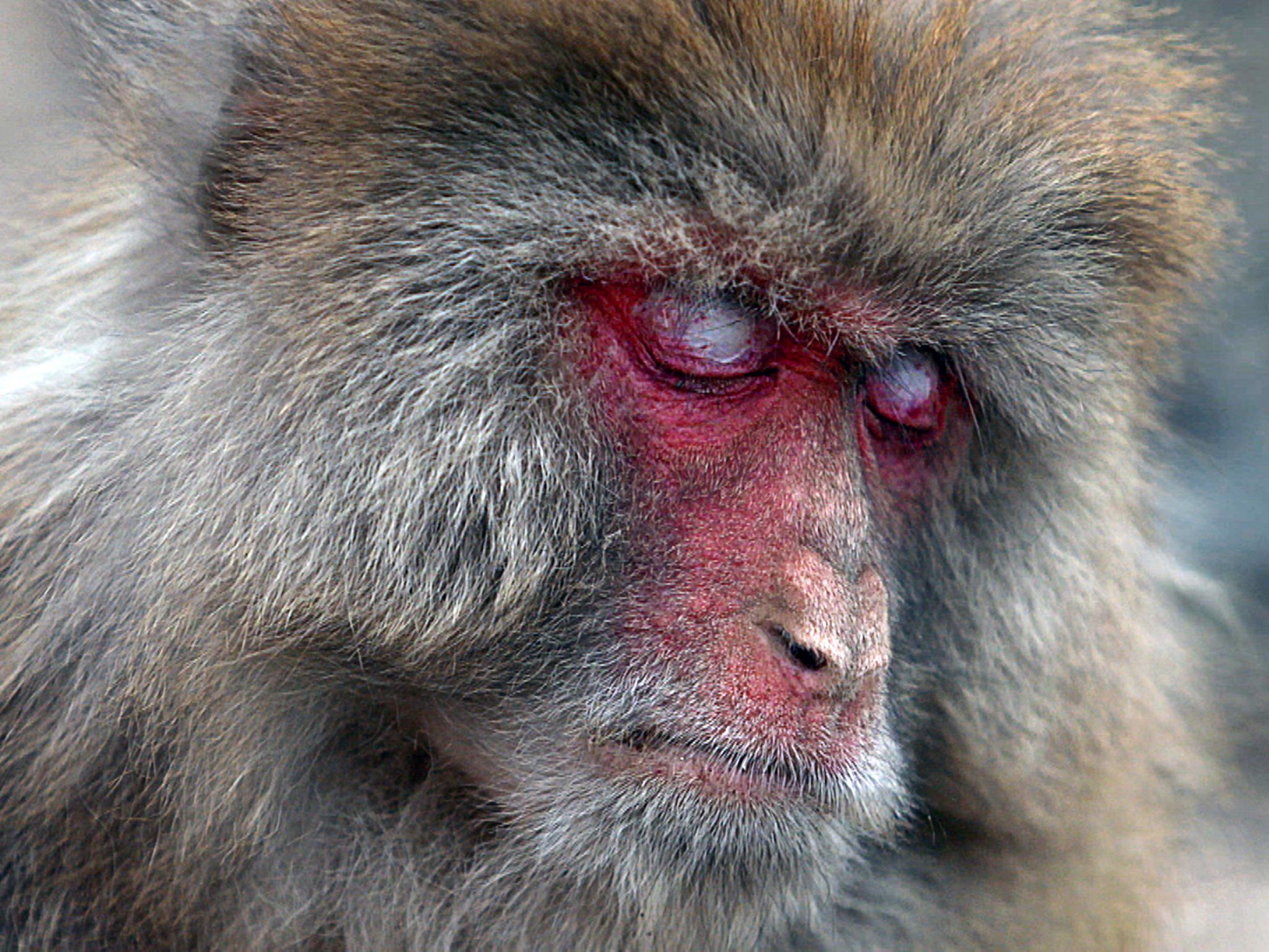 Un mono ciego trata de sobrevivir en las montañas nevadas de China. [Foto del día - agosto 2016]