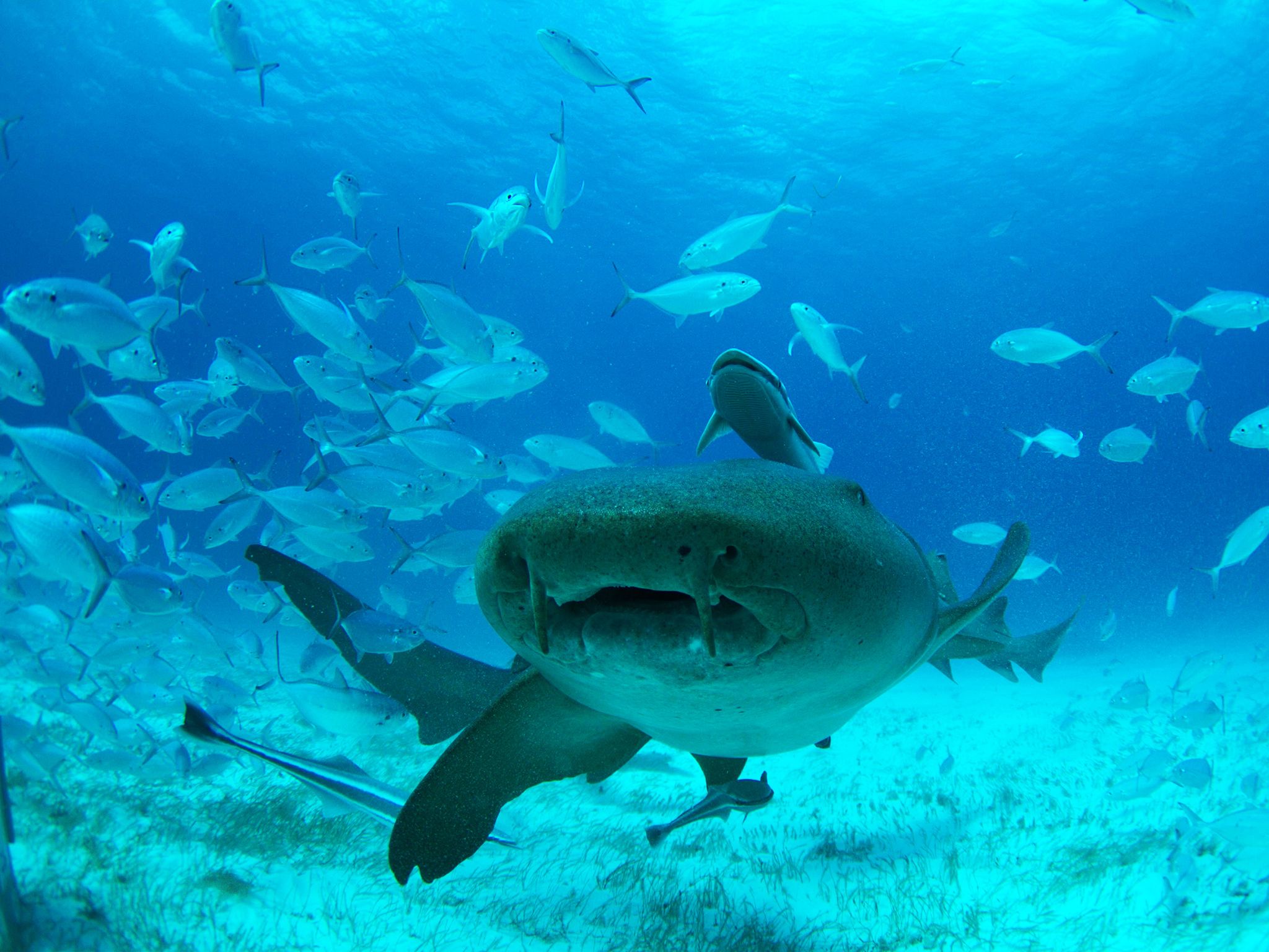 Bahamas: tiburón nodriza. Imagen de NatGeoWILD [Foto del día - agosto 2016]
