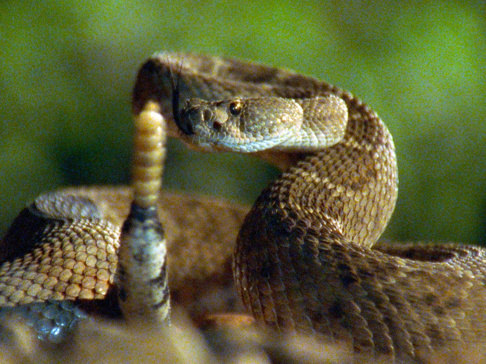 Australia: serpiente cascabel. Imagen de NatGeoWILD [Foto del día - agosto 2016]