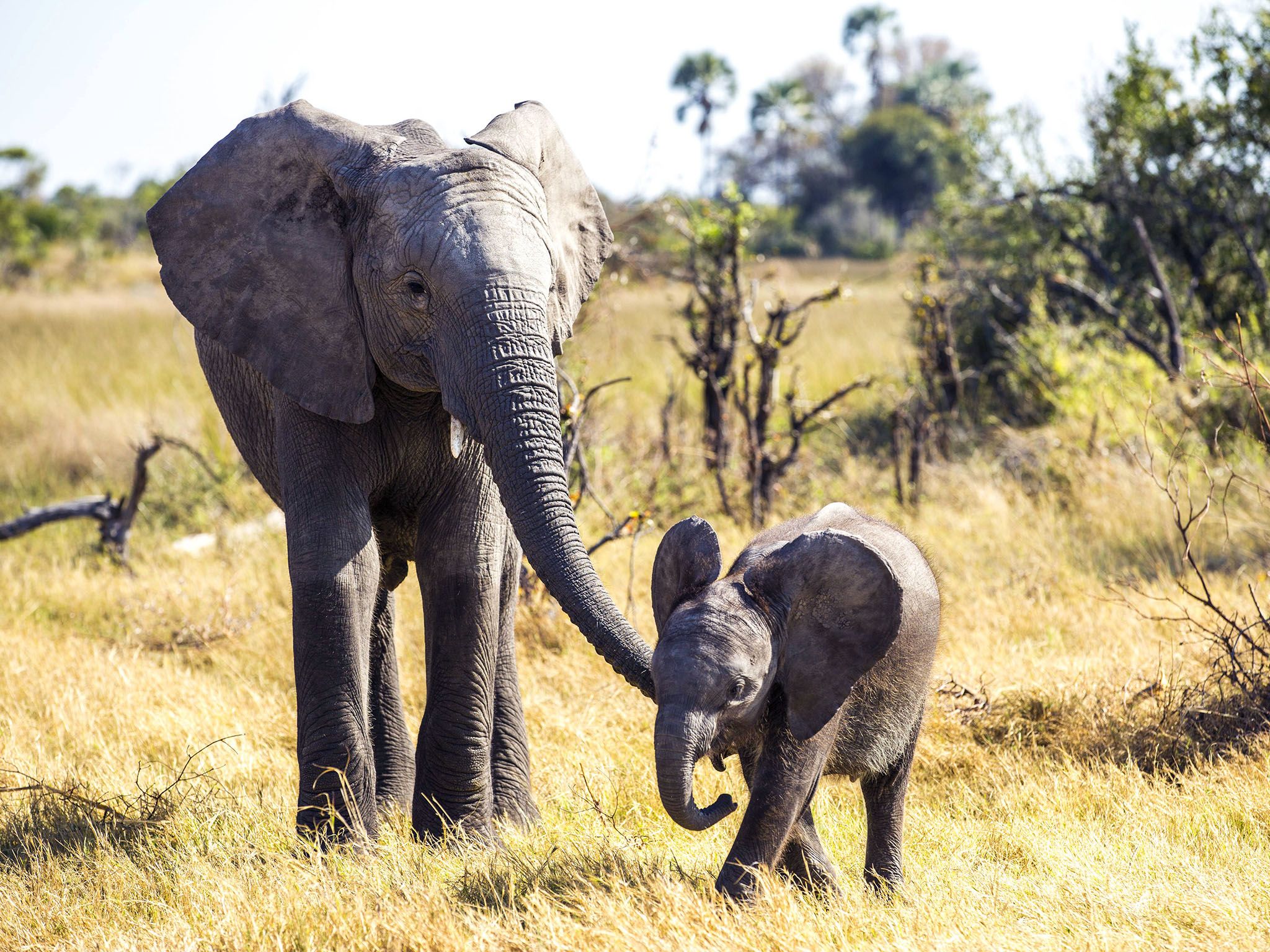 Elefantes africanos. Imagen de NatGeoWILD [Foto del día - agosto 2016]