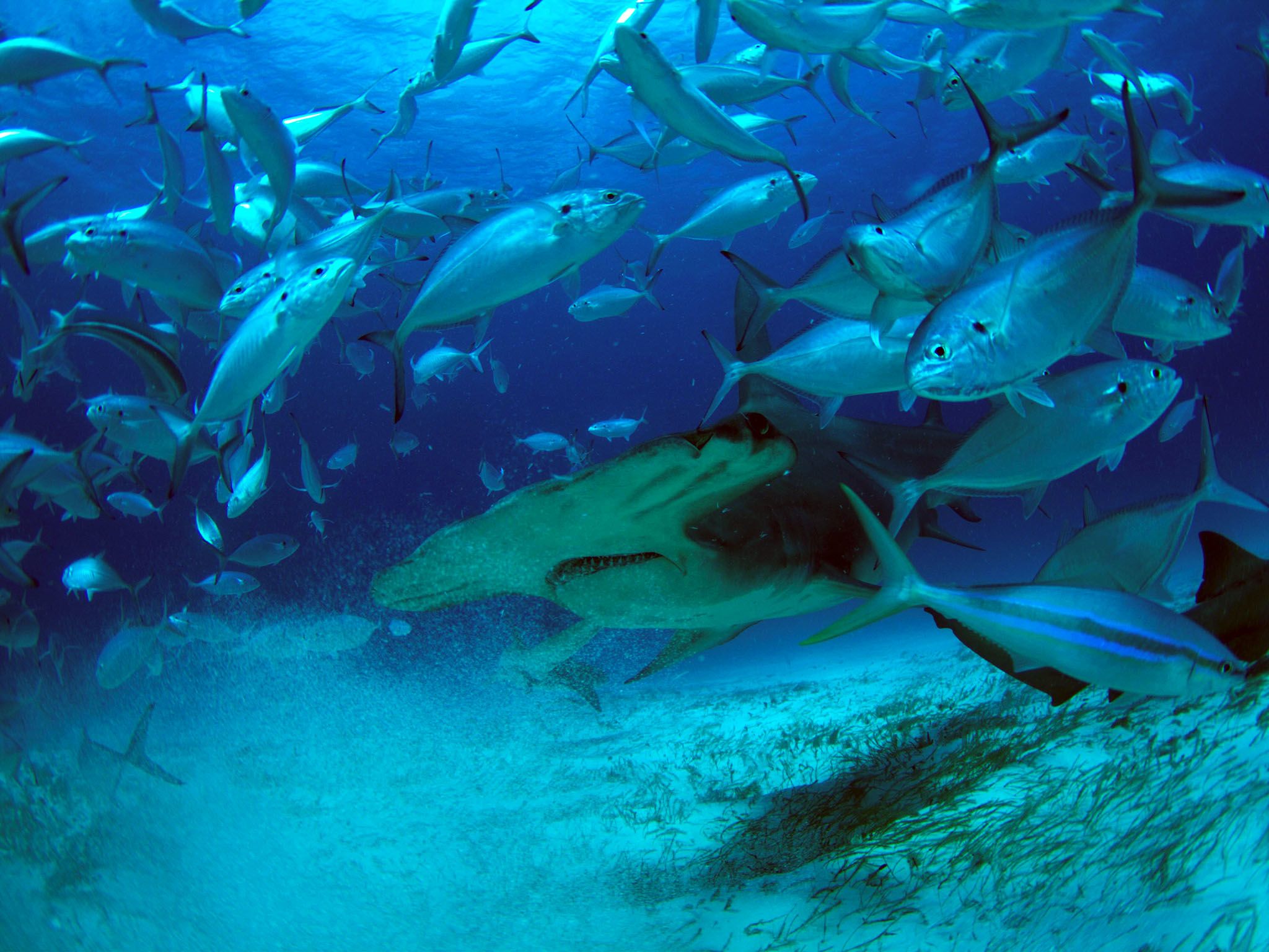 Bahamas:  Gran tiburón martillo. Imagen de NatGeoWILD [Foto del día - agosto 2016]