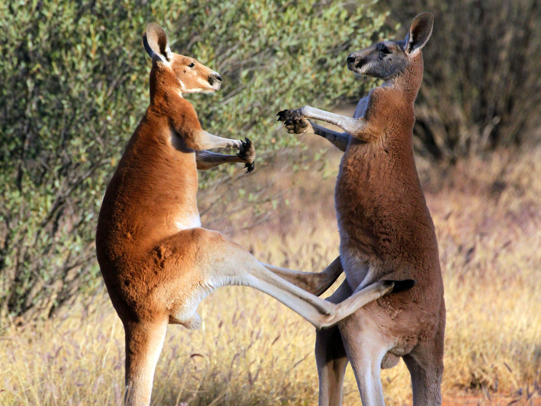 Australia: canguros rojos. Imagen de NatGeoWILD [Foto del día - agosto 2016]