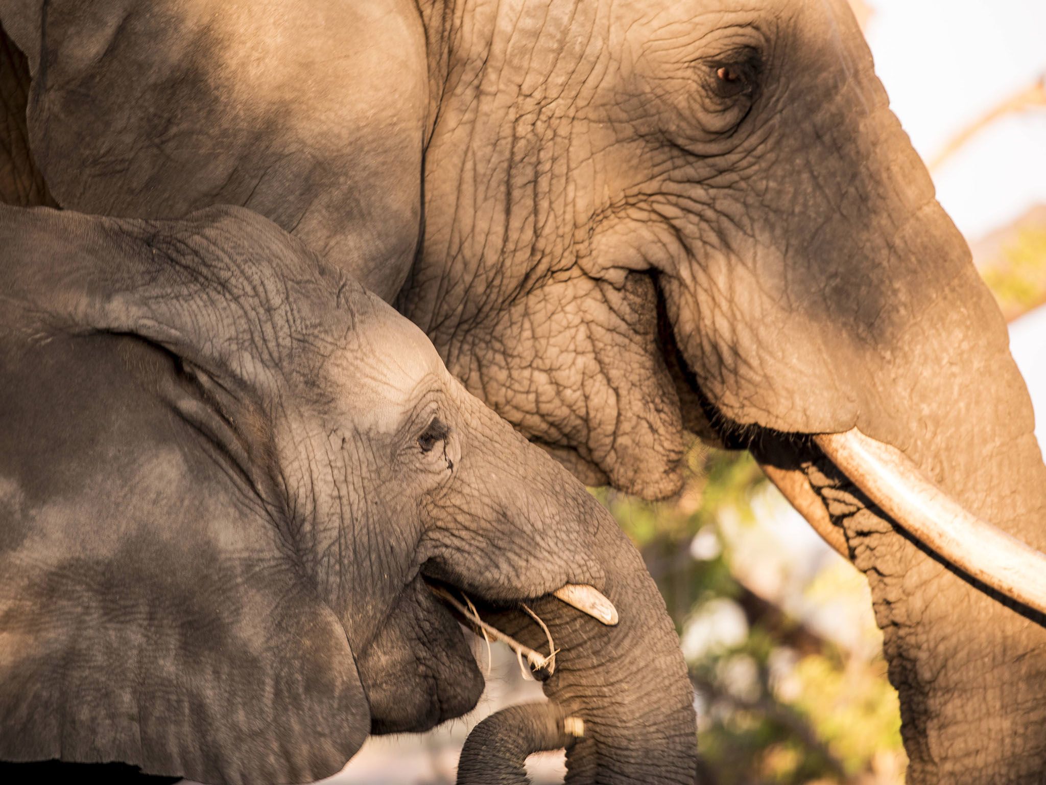 Los colmillos de leche de los elefantes son reemplazados al año de vida por los colmillos... [Foto del día - agosto 2016]