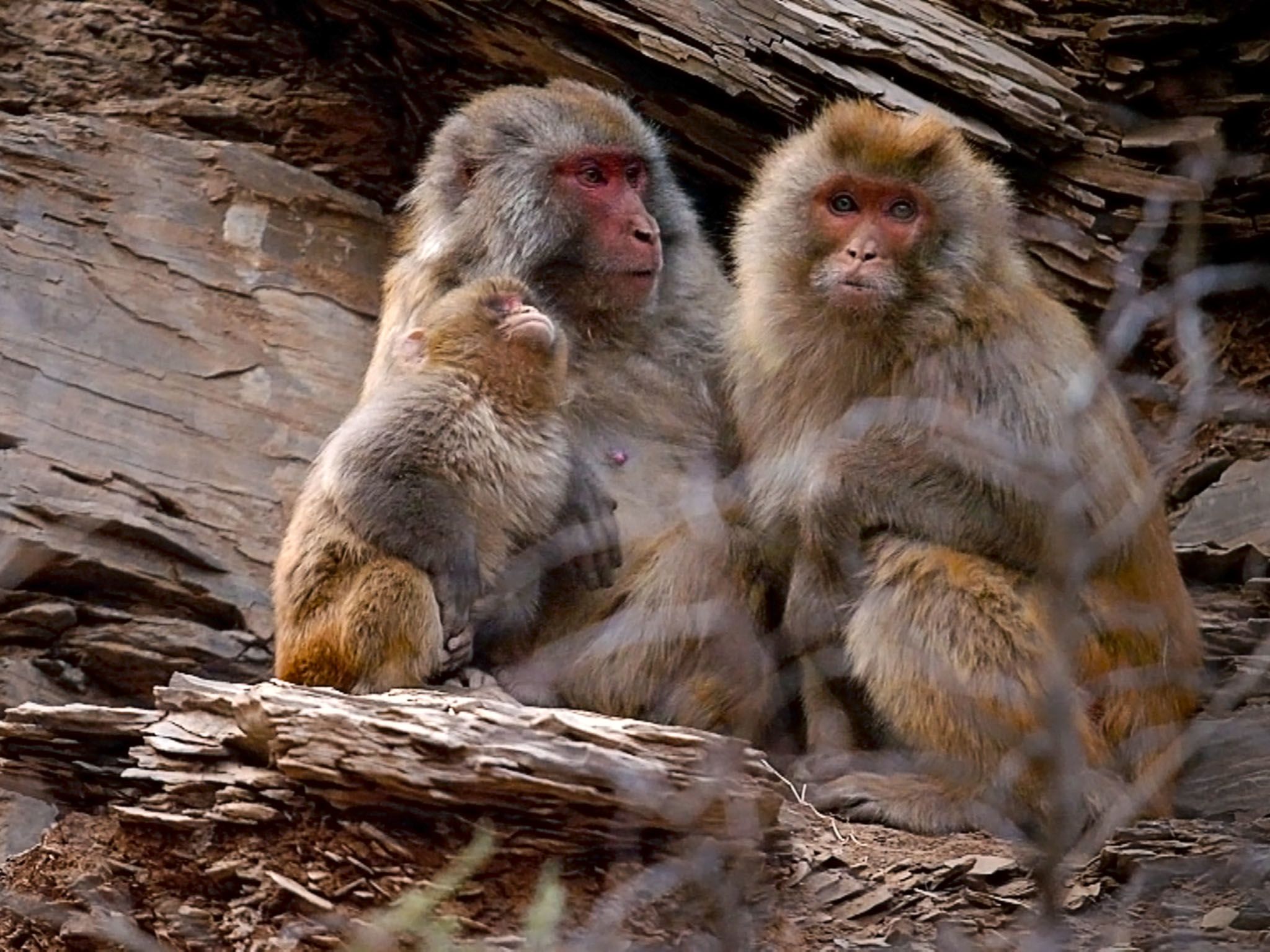 Pequeños monos en China. Imagen de NatGeoWILD [Foto del día - agosto 2016]