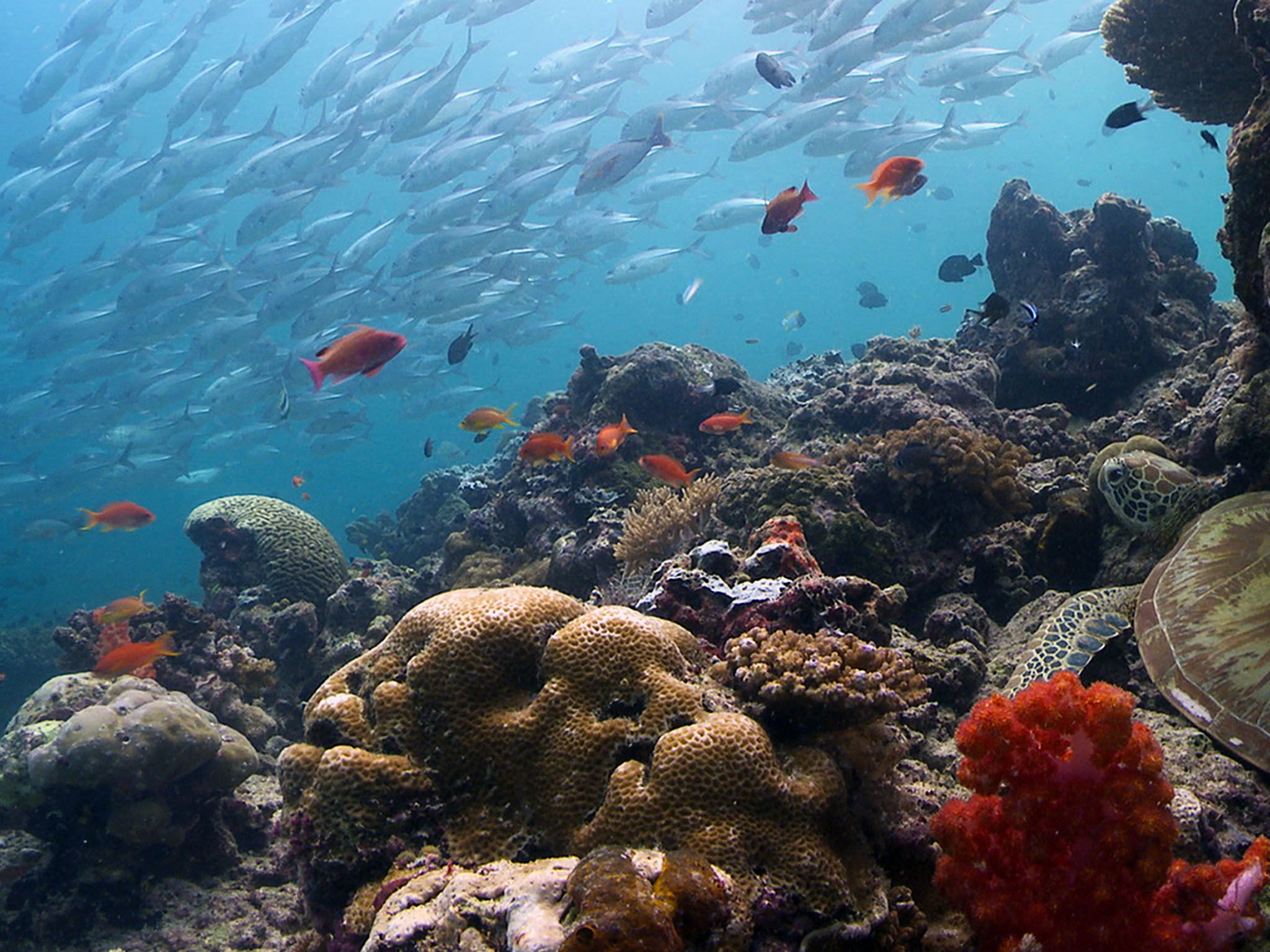África: Barrera de coral. Imagen de NatGeoWILD [Foto del día - agosto 2016]