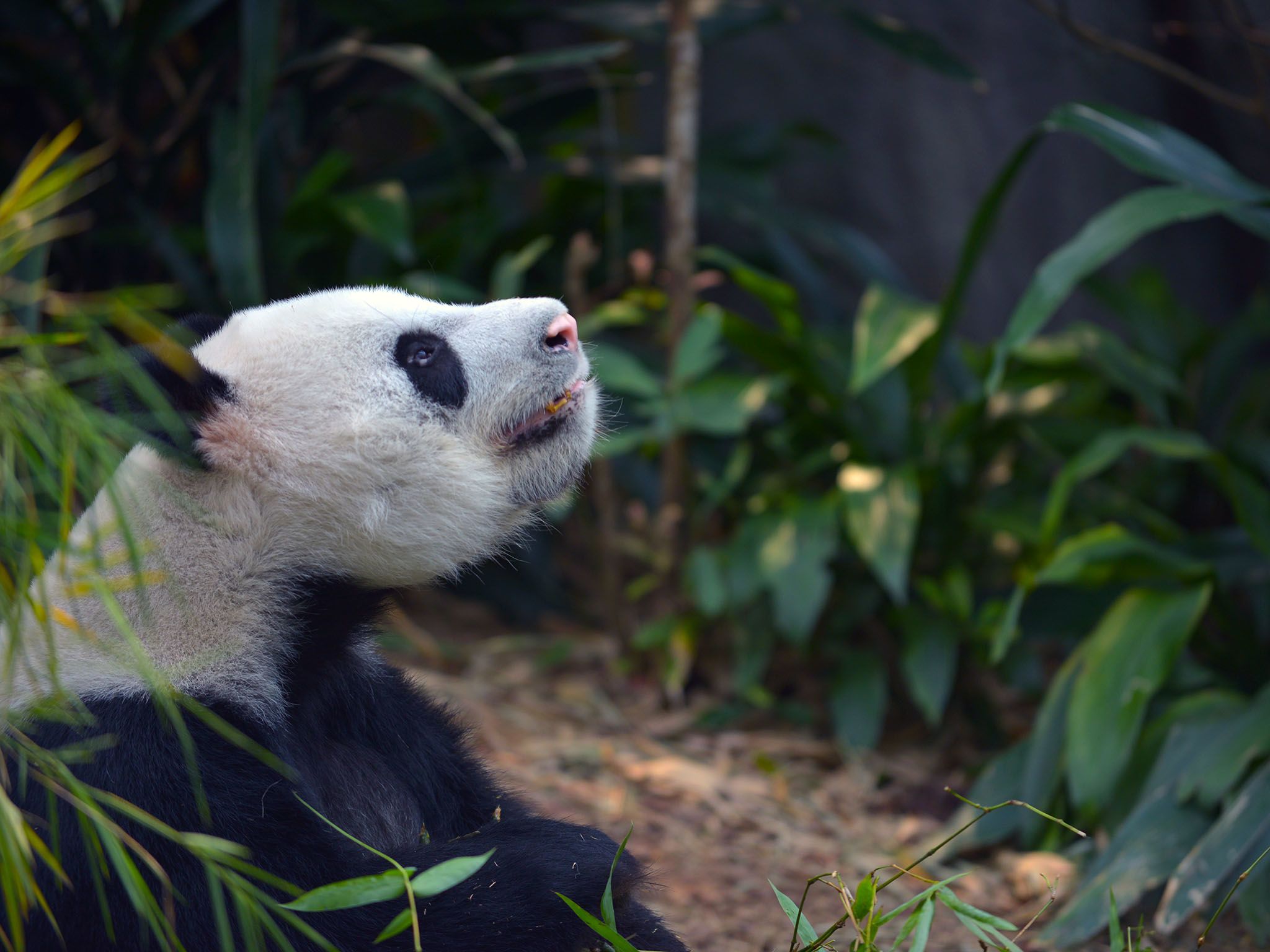 Singapur. El panda gigante Jia Jia. #NatGeoWILD [Foto del día - agosto 2016]