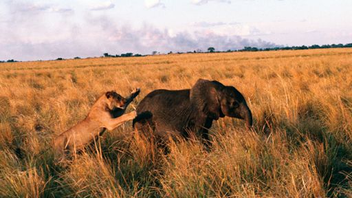 Elephants And Lions