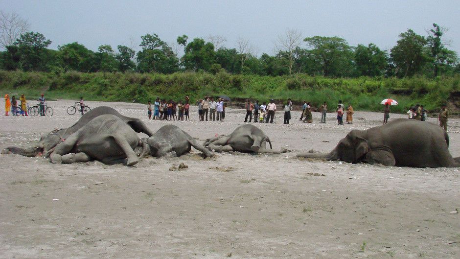 elephant-graveyard-photos-predator-csi-national-geographic-channel-uk