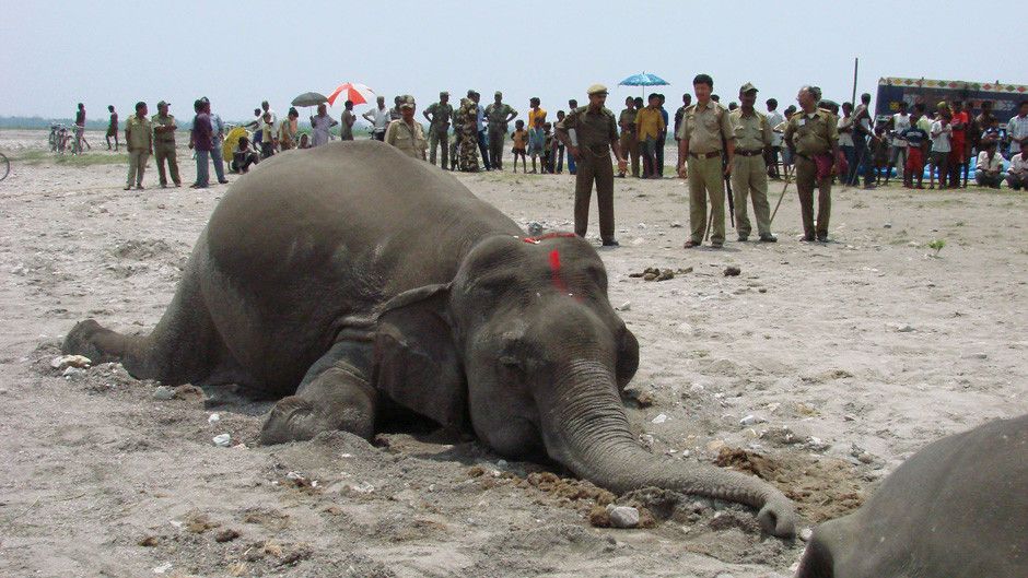 elephant-graveyard-photos-predator-csi-national-geographic-channel-uk