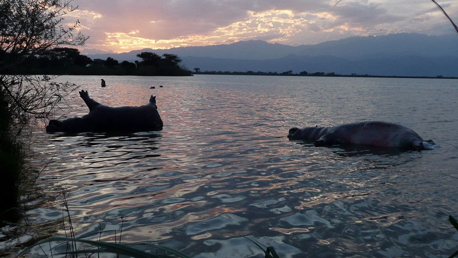 Cannibal Hippos