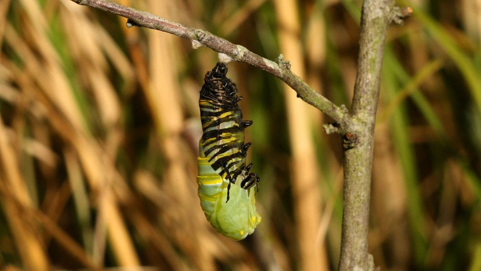 帝王蝶 monarch butterflies