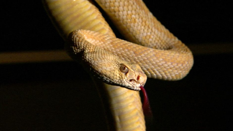 Watch National Geographic Wild - Snake Underworld 2012