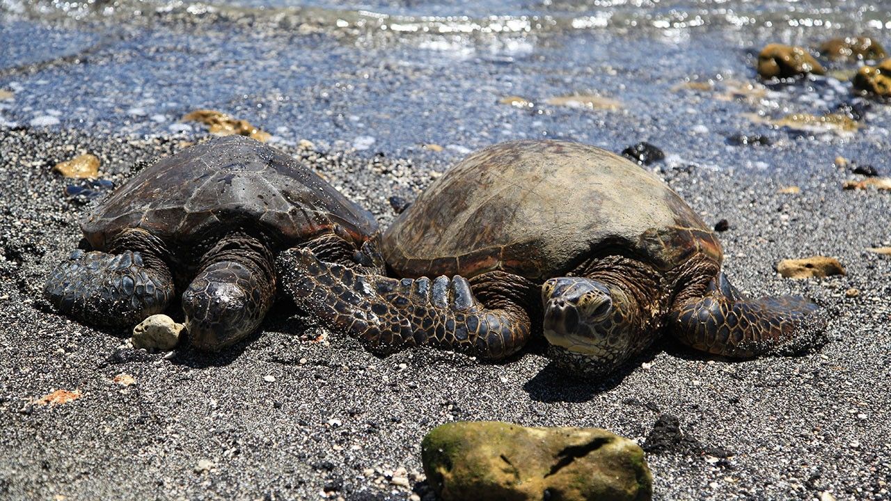 Wild Hawaii Animals Photos Wild Hawaii National Geographic Channel