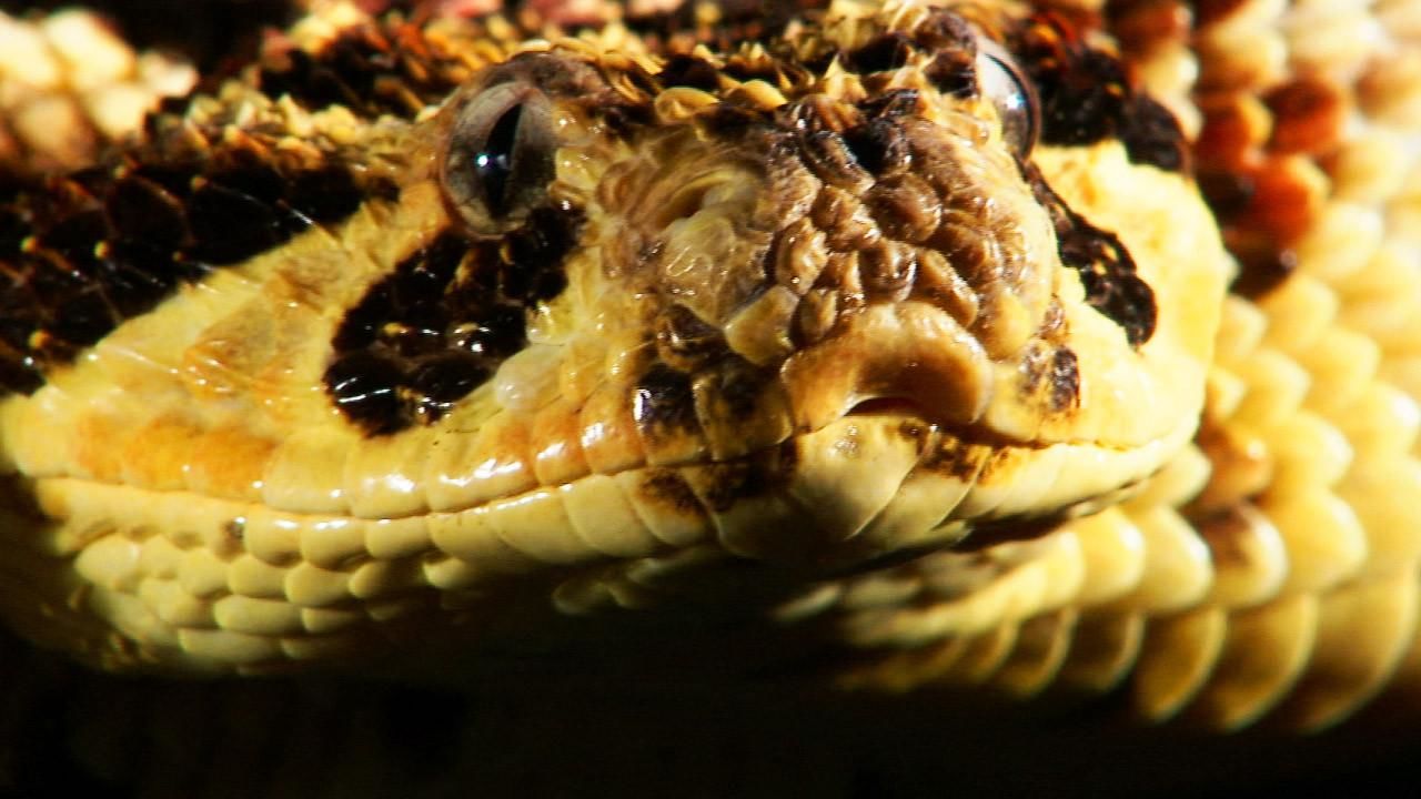 National Geographic Wild Snake Underworld - YouTube