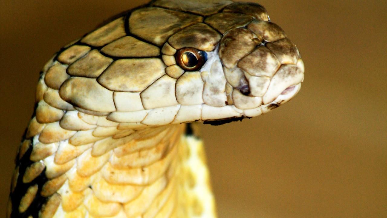 World's Deadliest Snakes - National Geographic Channel - UK