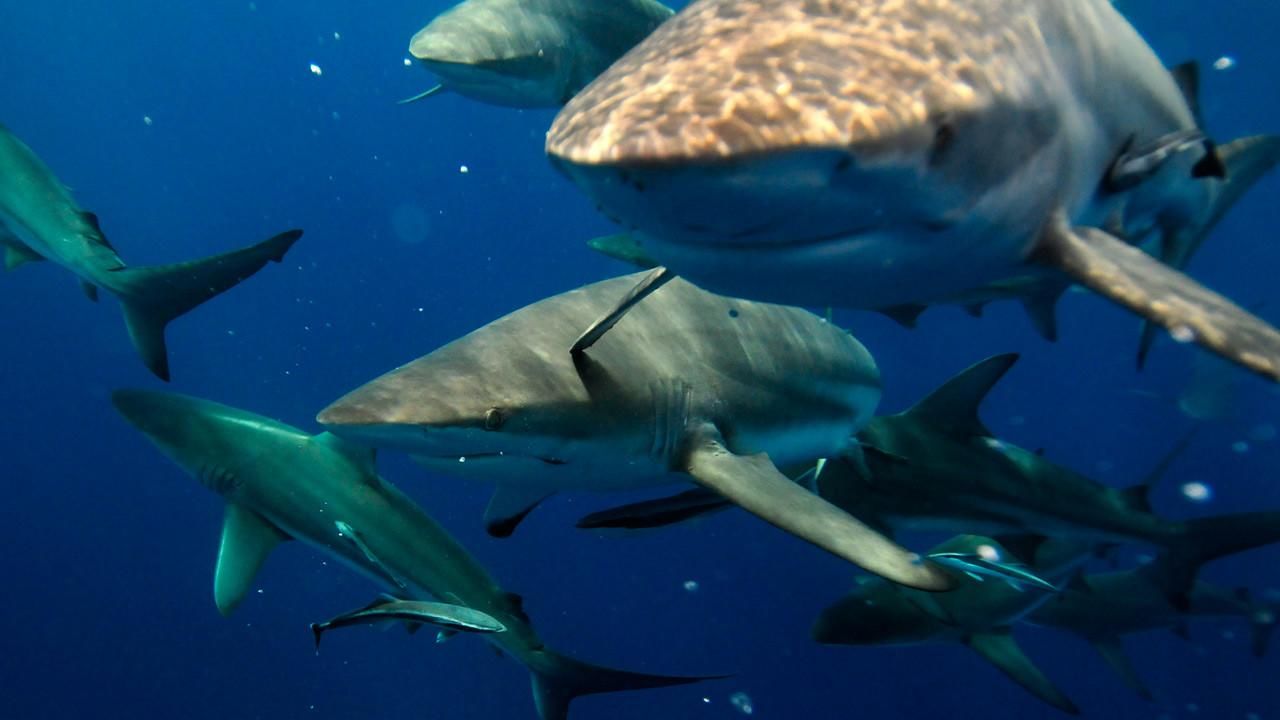 Watch Wicked Tuna: Outer Banks on National Geographic