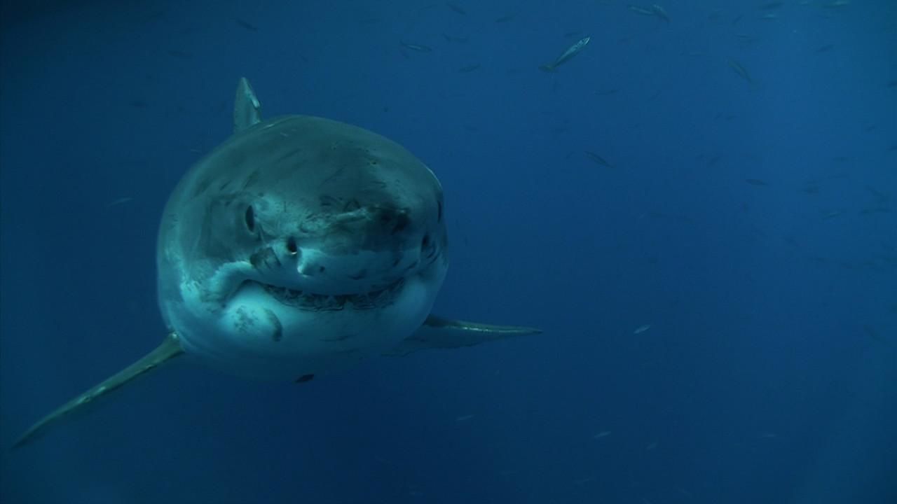 Shark Men 2 - National Geographic Channel - Asia