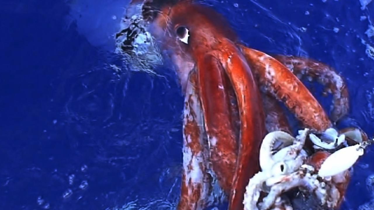 deep-sea-monsters-photos-hunt-for-the-giant-squid-national