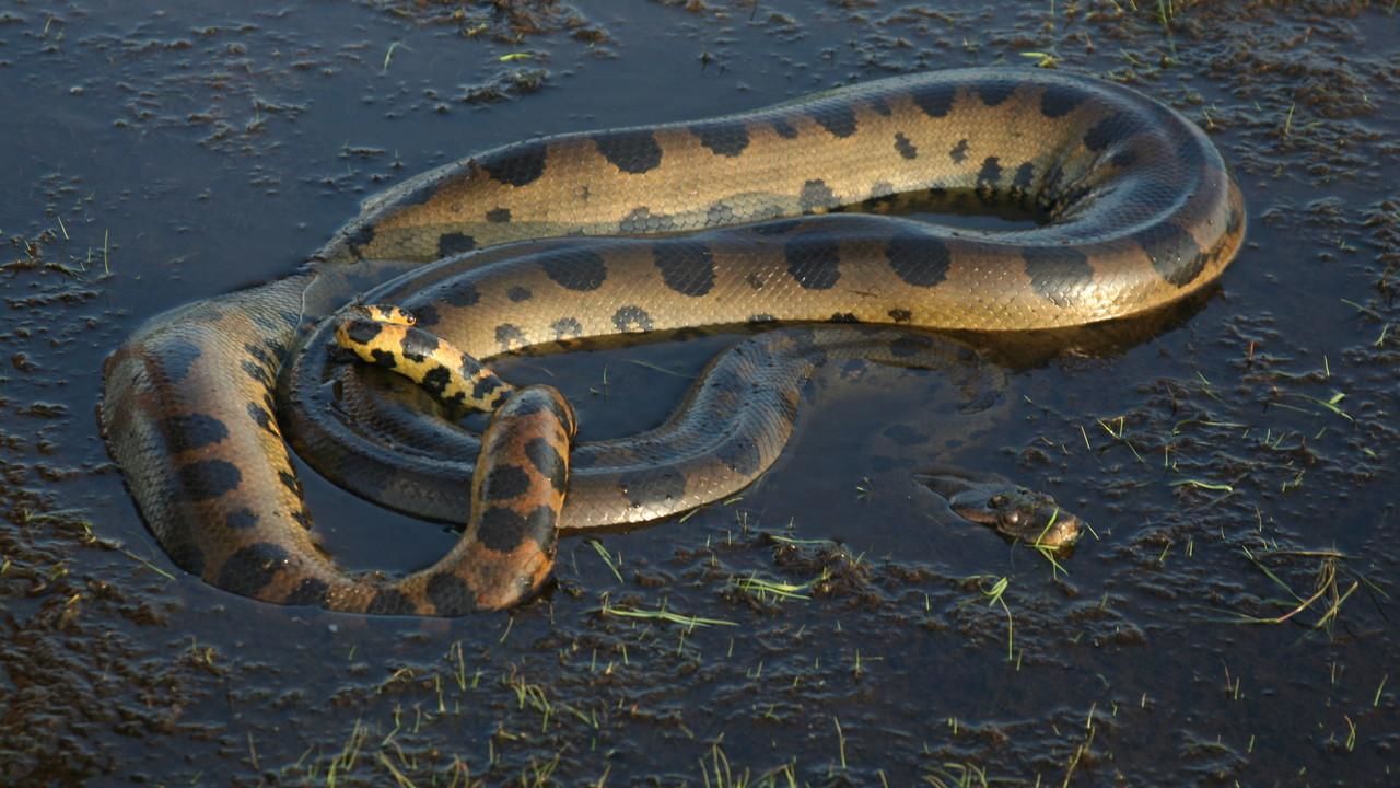 anaconda 2 snakes farm in brazil