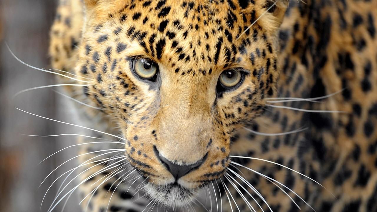 Dangerous Cats Photos - Attack of Big Cats - National Geographic