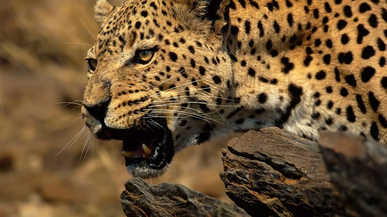 ultimate-animal-countdown-national-geographic-channel-canada