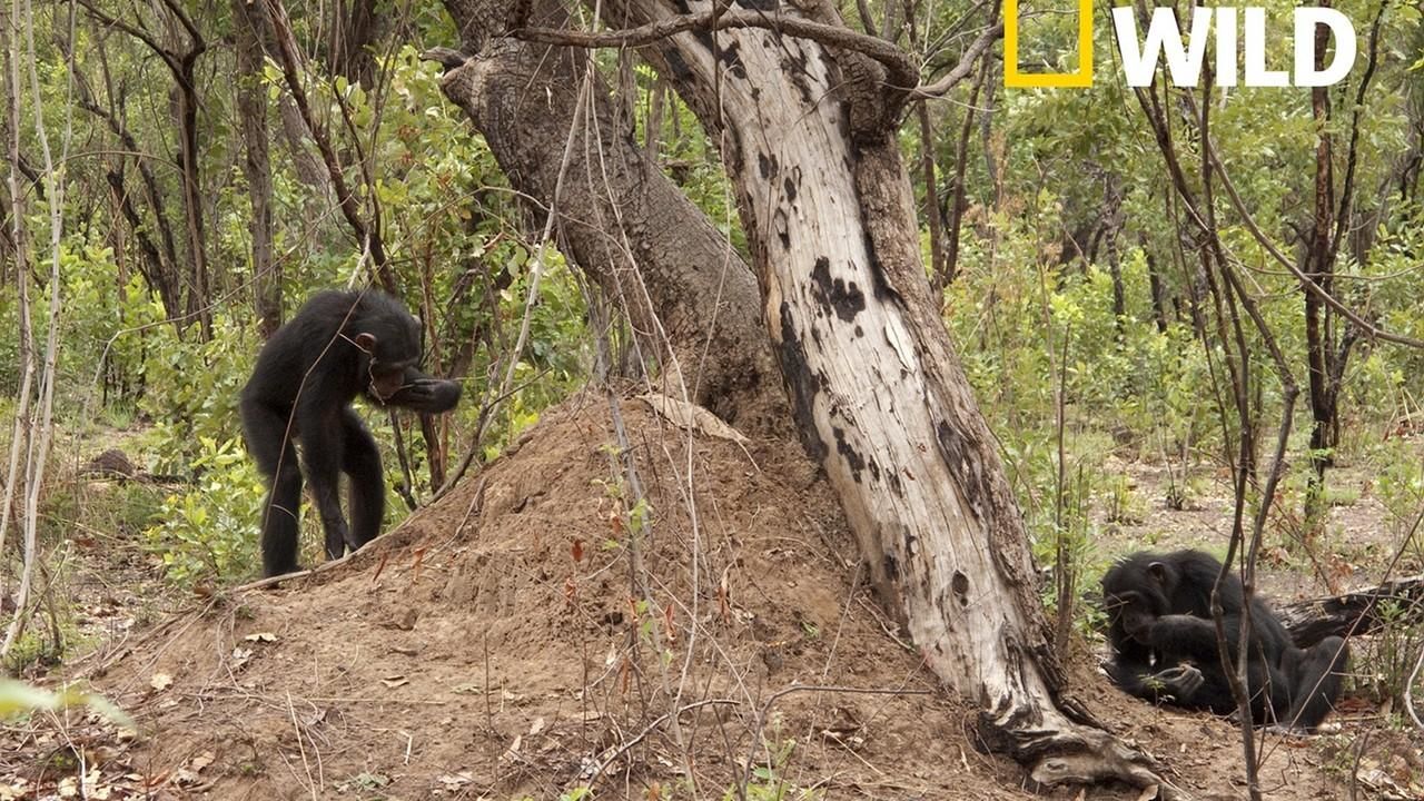 chimps breeding