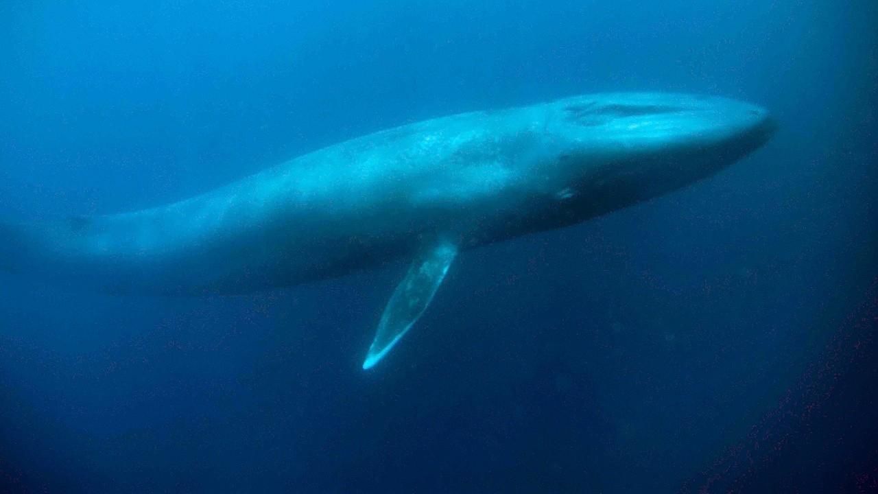 大蓝鲸 big blue