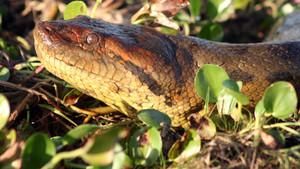 Anaconda: Killer Snake?