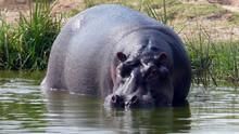 Cannibal Hippos