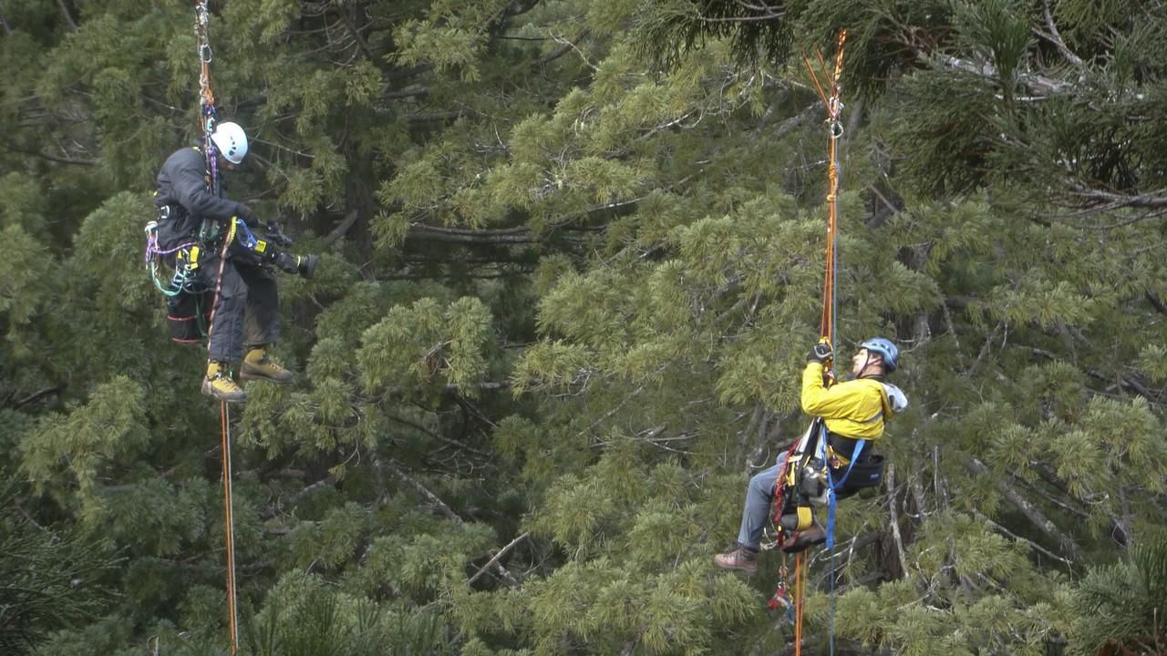 climbing redwoods