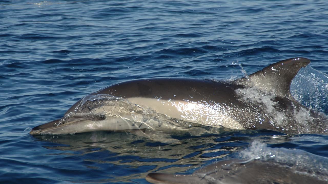 Watch Dolphin Army Videos Online - National Geographic Channel - Middle 