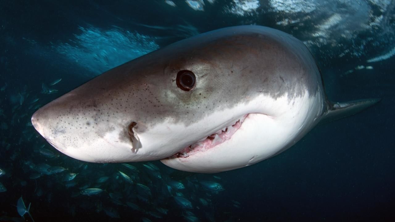 Great White Bite - National Geographic Channel - Uk