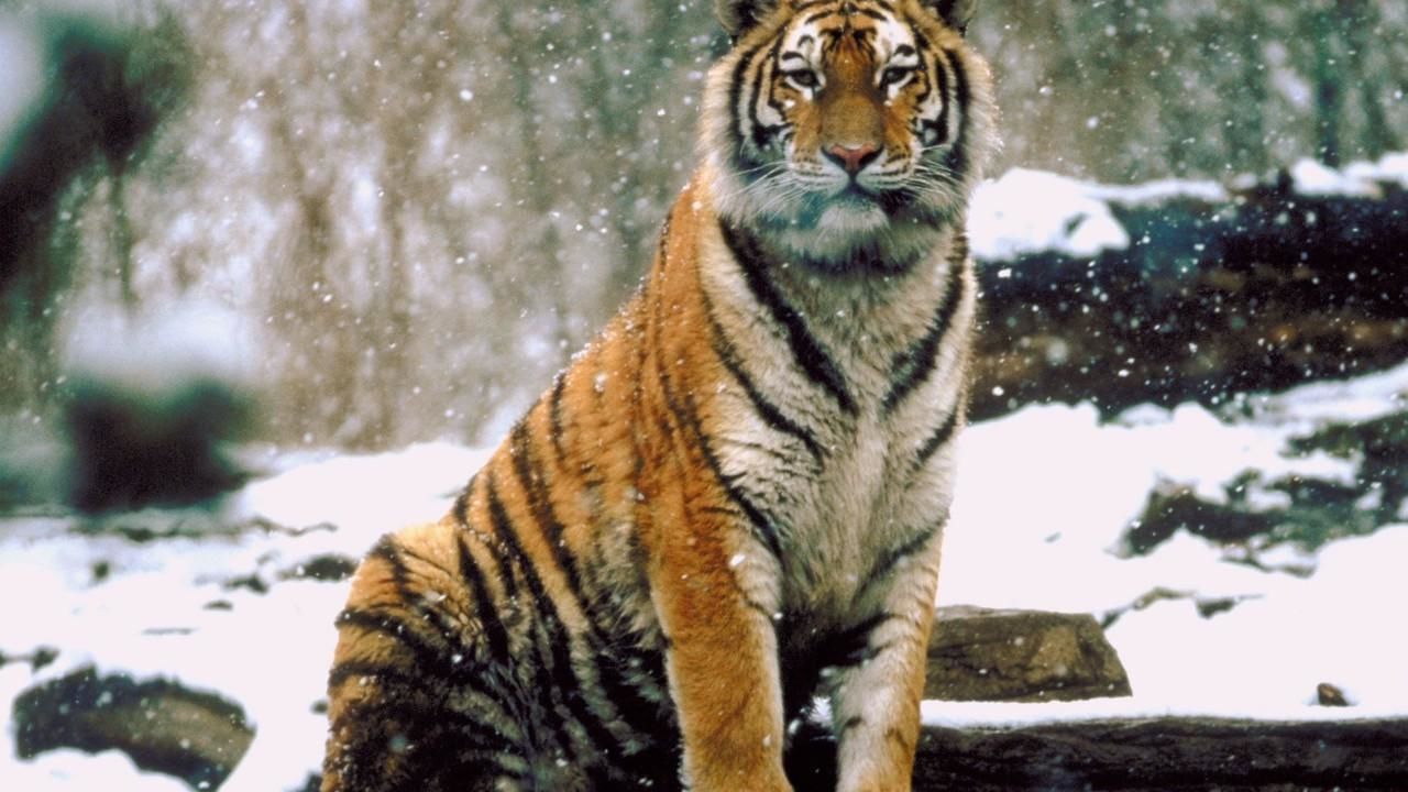 World's Deadliest Animals - National Geographic Channel - India