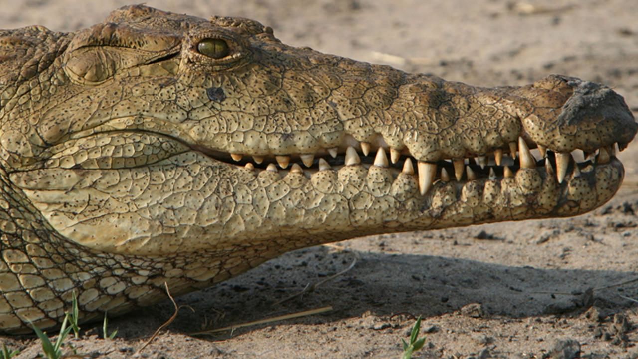 Anaconda Eating Crocodile