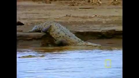 Jamaica Crocodiles